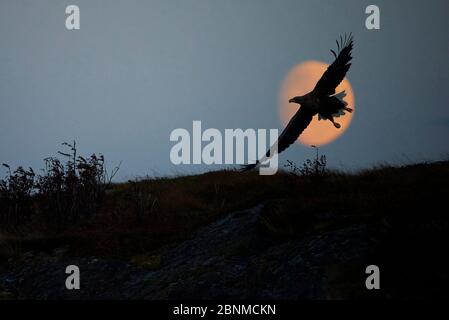 White-tailed eagle (Haliaetus albicilla) flying in front of the moon, Norway, October. Stock Photo