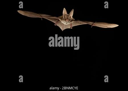Rafinesque's big-eared bat (Corynorhinus rafinesquii) in flight, Texas, USA, Controlled conditions. March Stock Photo