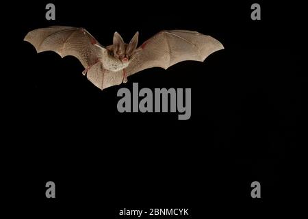 Rafinesque's big-eared bat (Corynorhinus rafinesquii) in flight, Texas, USA, Controlled conditions. March Stock Photo