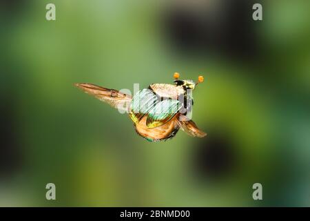 Rainbow scarab (Phanaeus difformis) male flying, Texas, USA. May. May Stock Photo