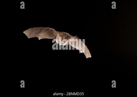 Cave myotis bat (Myotis velifer) flying, San Saba County, Texas, USA. Controlled conditions. July Stock Photo