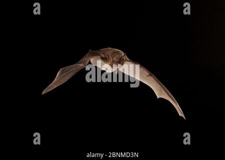 Cave myotis bat (Myotis velifer) flying, San Saba County, Texas, USA. Controlled conditions. July Stock Photo