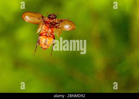 May beetle (Phyllophaga sp.) flying, Tuscaloosa County, Alabama, USA Controlled conditions. July Stock Photo