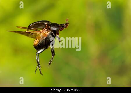 Dung beetle (Canthon vigilans), Tuscaloosa County, Alabama, USA Controlled conditions. July Stock Photo