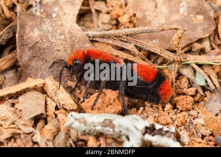 red velvet ant cow killer ant Dasymutilla occidentalis flightless wasp ...