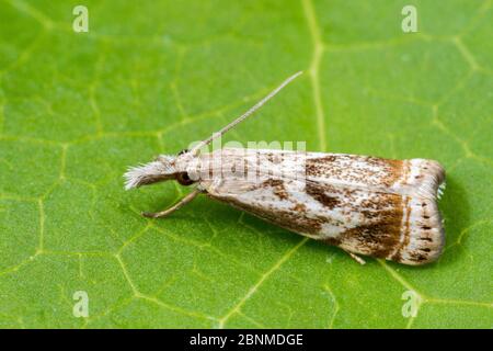 Elegant grass-veneer moth (Microcrambus elegans), Tuscaloosa County, Alabama, USA September Stock Photo