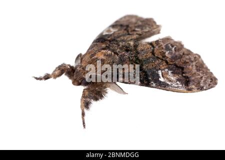 Manto tussock moth (Dasychira manto) on white background, Tuscaloosa County, Alabama, USA September Stock Photo
