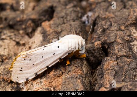 Salt marsh moth (Estigmene acrea), Tuscaloosa County, Alabama, USA September Stock Photo