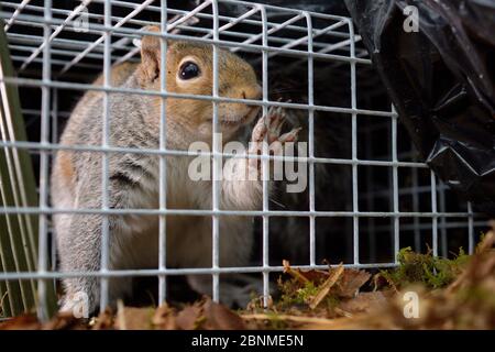 Squirrel Caught Live Trap Stock Photo by ©PTHamilton 326362780