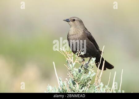 Female Brewer's Blackbird (Euphagus cyanocephalus). Sublette County, Wyoming. May. Stock Photo