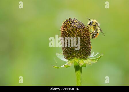 Central bumblebee (Bombus centralis), male, Fairy Lake, Bozeman, Montana, USA, August. Stock Photo