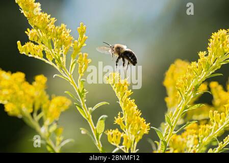 Common eastern bumblebee (Bombus impatiens) Madison, Wisconsin, USA, September. Stock Photo