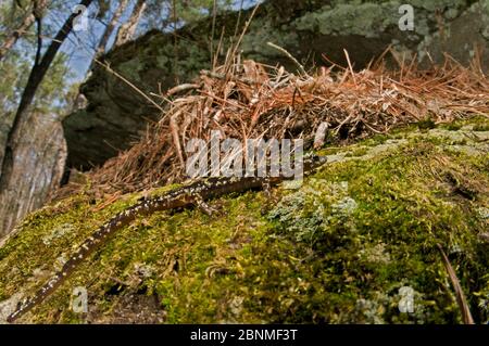 Green salamander (Aneides aeneus), Southern Appalachians, South Carolina, USA, April. Stock Photo