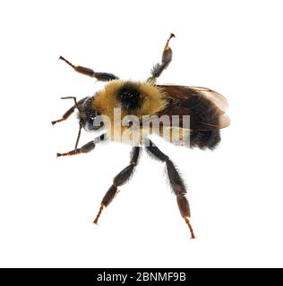 Half-black bumblebee (Bombus vagans) Madison, Wisconsin, USA, September. Meetyourneighbours.net project Stock Photo