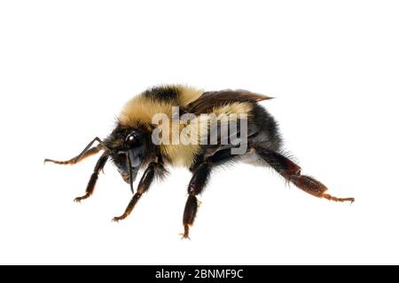 Half-black bumblebee (Bombus vagans) Madison, Wisconsin, USA, September. Meetyourneighbours.net project Stock Photo