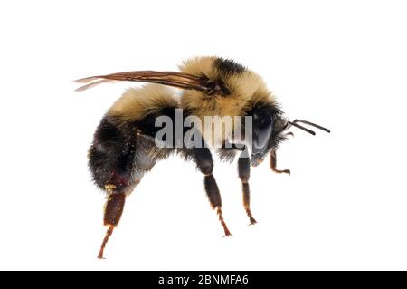 Half-black bumblebee (Bombus vagans) Madison, Wisconsin, USA. Meetyourneighbours.net project Stock Photo