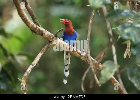 Sri Lanka blue magpie (Urocissa ornata) calling, Sri Lanka, February. Stock Photo