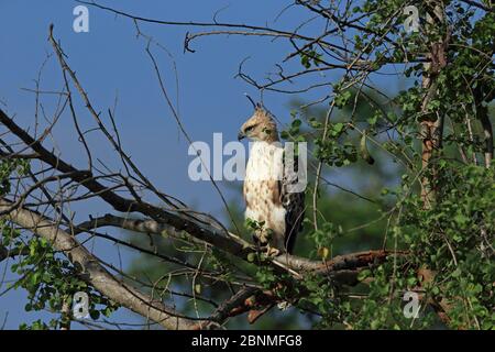 Crested hawk-eagle (Spizaetus cirrhatus ceylanensis) perched, Sri Lanka. Stock Photo