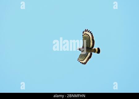 Crested serpent eagle (Spilornis cheela spilogaster) in flight, Sri Lanka. Stock Photo