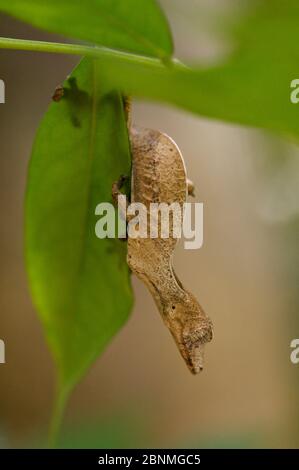 Spearpoint leaf-tail gecko +Uroplatus ebenaui) Andasibe-Mantadia National Park, Madagascar, November. Stock Photo
