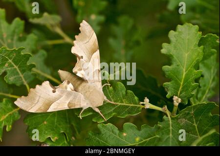 Oak hawk-moth (Marumba quercus) resting in oak tree, Alpes de Haute-Provence, Verdon Regional Natural Park, France, June. Stock Photo