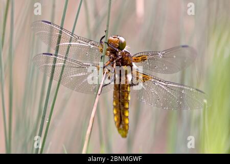 Broad bodied chaser dragonfly (Libellula depressa),  Grands Causses Regional Natural Park, France, May. Stock Photo
