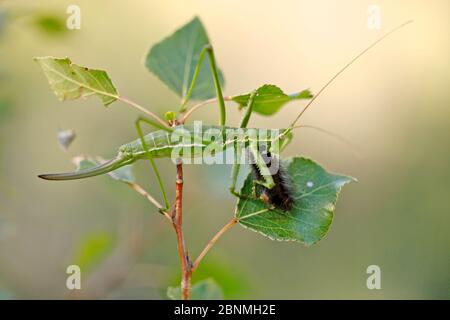 Saga pedo is a species of bush cricket, which makes it one of the ...