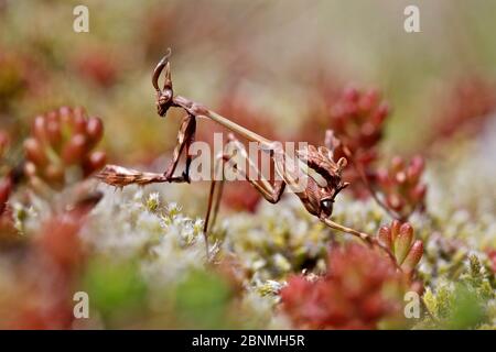 Conehead mantis (Empusa pennata) nymph, Verdon Regional Natural Park, France, April. Stock Photo