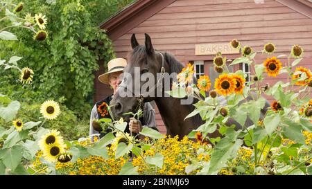 Headshot of a Canadian Horse mare and her handler among sunflowers, at Upper Canada Village Museum, Morrisburg, Ontario, Canada. Critically Endangered Stock Photo