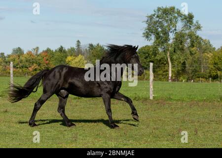 Ferari, a Canadian Horse stallion, multi champion, cantering in a field, Cumberland, Ontario, Canada. Critically Endangered horse breed. Stock Photo