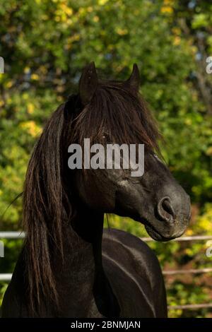 Portrait of Ferari, a Canadian Horse stallion, multi champion, Cumberland, Ontario, Canada. Critically Endangered horse breed. Stock Photo