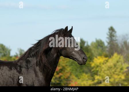 Portrait of Ferari, a Canadian Horse stallion, multi champion, Cumberland, Ontario, Canada. Critically Endangered horse breed. September 2016. Stock Photo