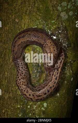 Leopard slug (Limax maximus) mating pair following each other shortly before mating. These slugs are hermaphrodites and can be seen here transferring Stock Photo