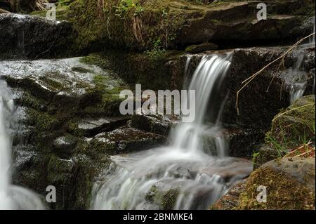 Small waterfall at the confluence of Nant Bwrefwr and its last tributary stream. Stock Photo