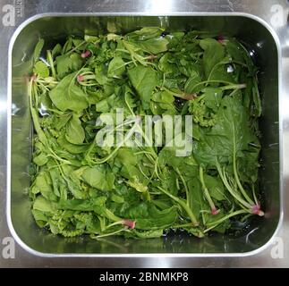 rinsing spinach Stock Photo