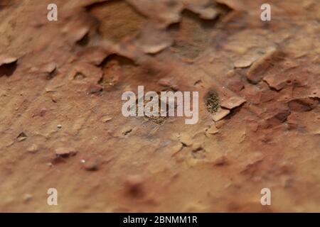 Rust on a metal railing, white, textures, gray and white, roughness, macro Stock Photo