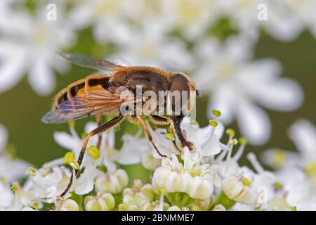 Drone fly (Eristalis tenax) a Honey-bee mimic, Brockley Cemetery, Lewisham, London, UK June Stock Photo