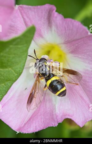 Hoverfly (Chrysotoxum bicinctum) feeding on field bindweed (Convolvulus) Brockley Cemetery, Lewisham, London, UK July Stock Photo