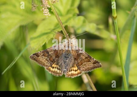 Burnet companion (Euclidia glyphica) a day flying moth,  Sutcliffe Park Nature Reserve, Eltham, London, UK June Stock Photo