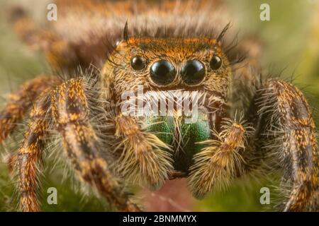 Jumping spider (Phidippus audax) Philadelphia,  USA Stock Photo