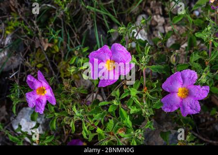 'Rock Rose' , Cistus crispus pink wild flower Stock Photo