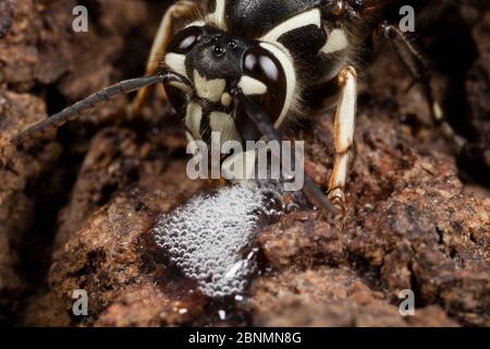 Bald-faced hornet (Dolichovespula maculata) worker feeding at alcohol flux - fermented sap- on white oak trunk (Quercus) Fort Washington State Park, P Stock Photo