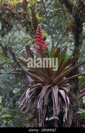 Bromeliad (Guzmania sp) Province Zamora-Chinchipe, Tapichalaca Biological Reserve, Ecuador Stock Photo