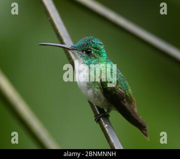Andean emerald hummingbird (Amazilia franciae) Province El Oro, Buenaventura Biological Reserve, Ecuador, February Stock Photo