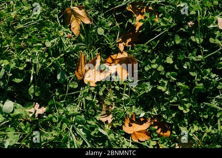 Fiery yellow autumn maple leaves, in drops of dew, lie on the green grass. Stock Photo