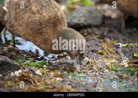Auckland Island brown teal (Anas aucklandica) flightless and feeds and roosts in onshore kelp beds, lives predominantly on Enderby Island, Auckland Is Stock Photo