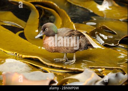 Auckland Island brown teal (Anas aucklandica) flightless and feeds and roosts in onshore kelp beds, lives predominantly on Enderby Island, Auckland Is Stock Photo