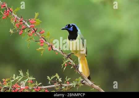 Green Jay (Cyanocorax yncas), adult perched on Agarita (Berberis trifoliolata) with berries, Rio Grande Valley, South Texas, Texas, USA. May