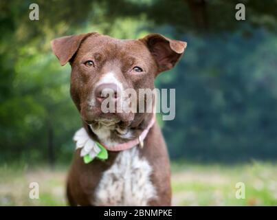 A cute brown and white Terrier mixed breed dog with floppy ears and wearing a flower on its collar Stock Photo