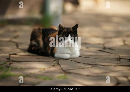 Tricolor cat portrait outdoors, resting on the wild stone floor in spring day Stock Photo